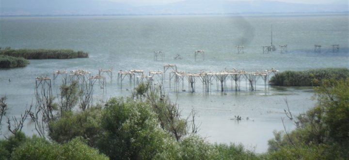 Kuscenneti-Milli-Parki-Kuslar